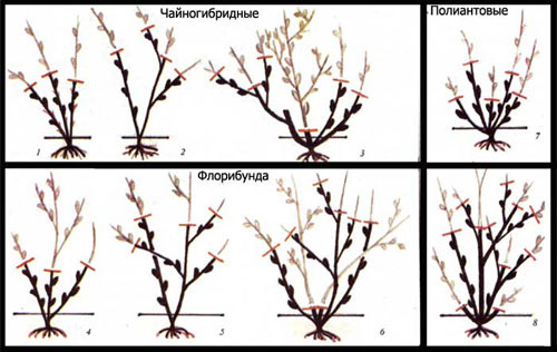 obrezka-roz (1) .jpg