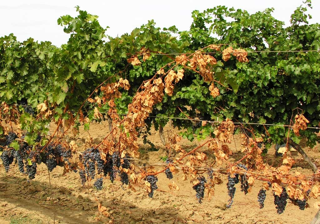 target.verticillium-wilt-of-grapevine.00.jpg