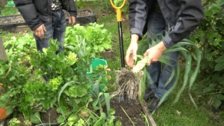 Как правильно хранить лук порей? (видео)