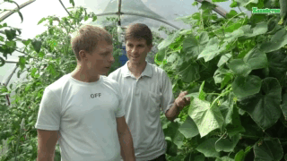 Летние проблемы при выращивании огурцов (видео)