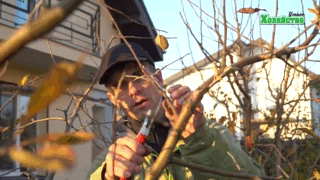 Обрезка яблони. Практические советы (видео)