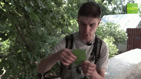 Паутинный клещ и как с ним бороться? (видео)