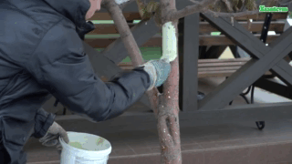Побелка деревьев на зиму (видео)