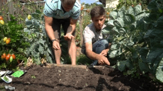 Посів зелені восени (відео)