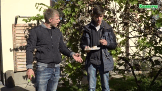 Правильна посадка часнику під зиму