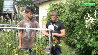 Продовжуємо плодоношення томатів до жовтня