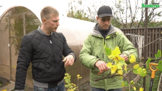 Розмножуємо смородину правильно. Способи та рекомендації (відео)