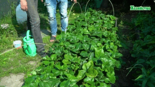 Догляд за полуницею після плодоношення (відео)