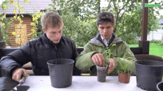 Вирощуємо цибулю (Батун і Шнітт) і м'яту на підвіконні (відео)