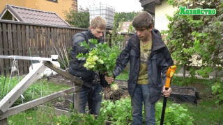 Выращиваем сельдерей на подоконнике (видео)