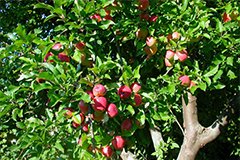 Як перемогти фузаріоз?