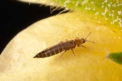 Боротьба з трипсами