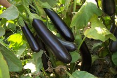 Баклажани. Які сорти варто вибрати