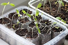 Чорна ніжка розсади. Профілактика - краще лікування