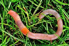 Черви на газоні.  Як вирішити проблему?