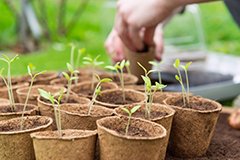 Що сіяти і чого не сіяти в січні і лютому?