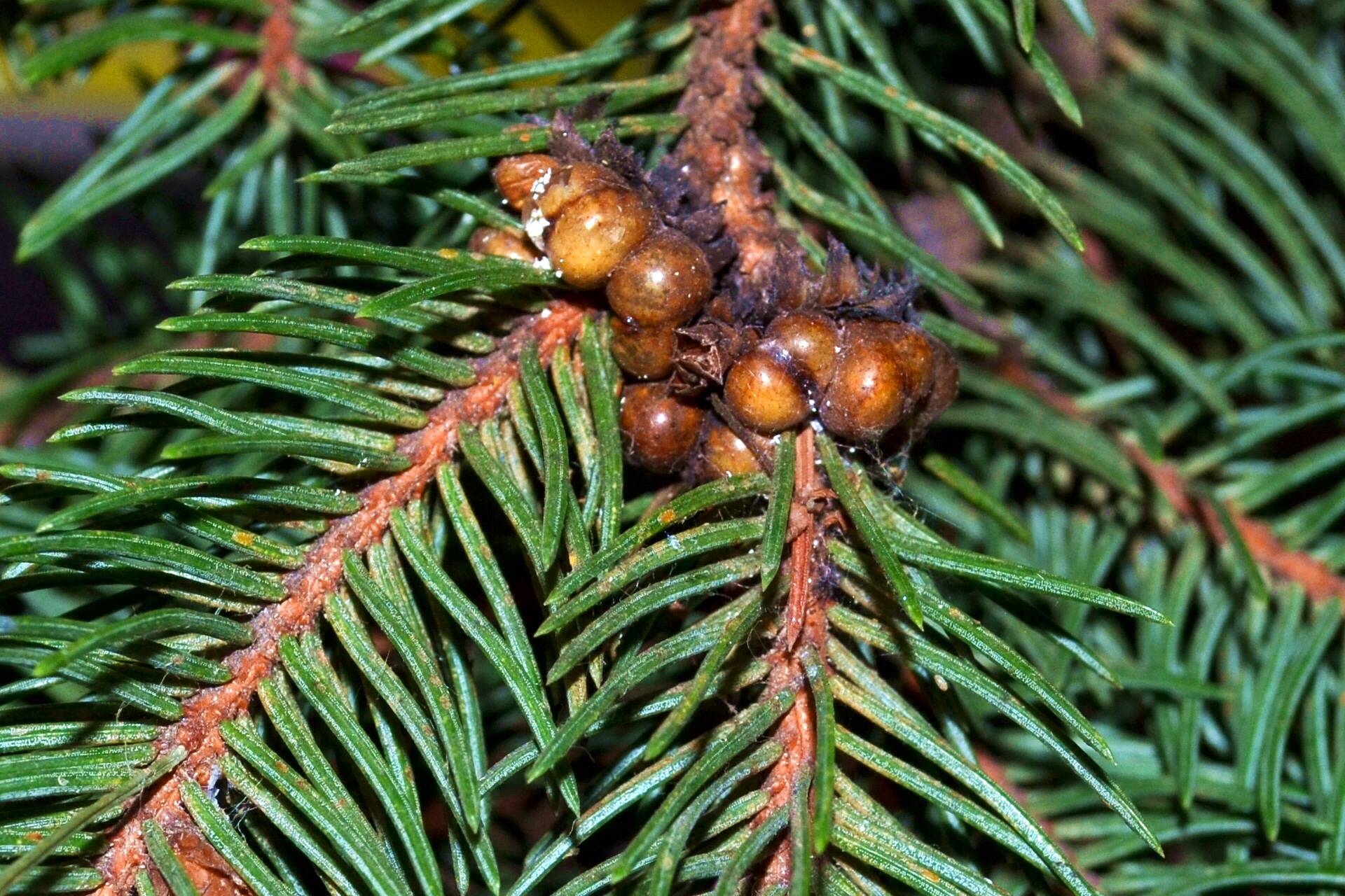 Ялинові псевдощитівки