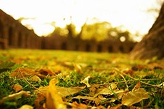 Газон в 2018. Осінні роботи - ключ до успішної зимівлі