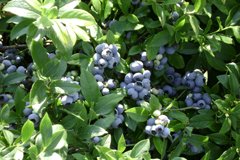 Лохина Блюкроп. Краща лохина для України.