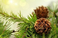 Хвойні рослини в серпні