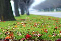 Ідеальний газон. Осінні рішення весняних проблем