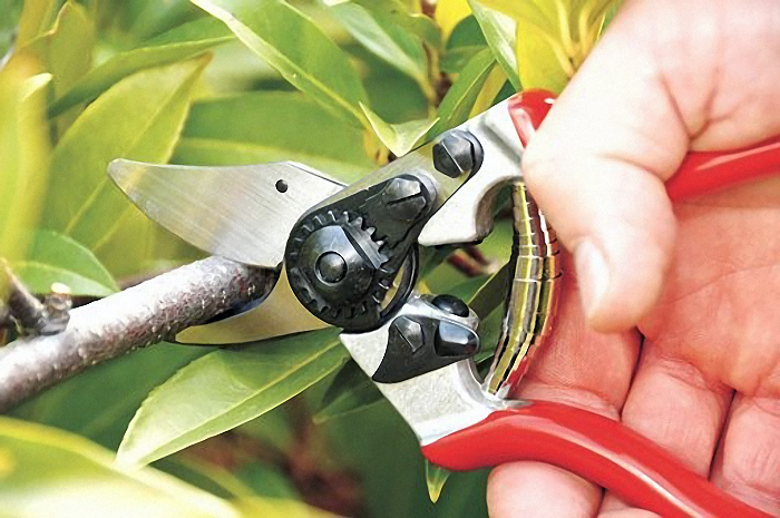 Як і який вибрати секатор?