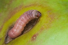 Як перемогти плодожорку майже без «хімії»?