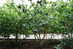 Як садити лохину навесні відео