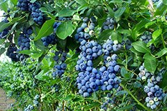 Як підвищити врожайність лохини? вибираємо сорту