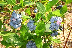 Як садити лохину відео