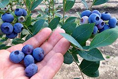 Як доглядати за лохиною садової?