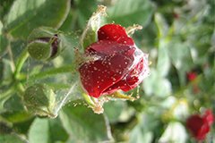 павутинний кліщ