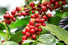 Кавове дерево в будинку. Принеси додому Африку