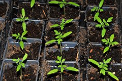 Коли потрібно сіяти помідори на розсаду в 2018 році?