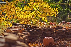 Комплекс осінніх заходів щодо боротьби з шкідниками і хворобами саду