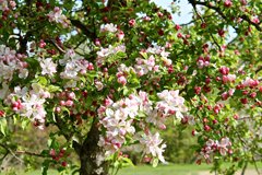 Обробка саду після цвітіння