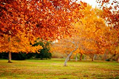 Осінь 2019. Як правильно допомогти рослинам після важкого літа?