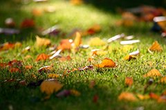 Осіннє добриво трав - запорука успішної зимівлі