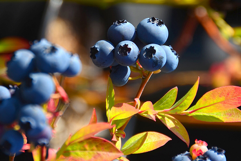 Дозріваюча лохина восени