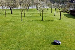 Плодовий сад на газоні. Як поєднати приємне і корисне?