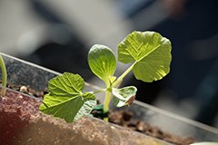 Чому не проростає насіння огірків?