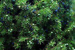 Підготовка хвойних до зими