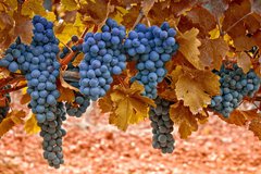 Посадка ідеального винограду