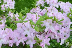 посадка рододендрона