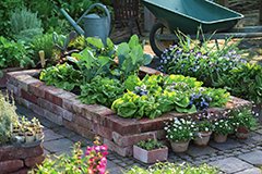 Позднелетніе посіви. Максимальний урожай з мінімальної площі