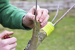 Прищеплюємо без клопоту. Як підготуватися до щеплення дерев навесні?
