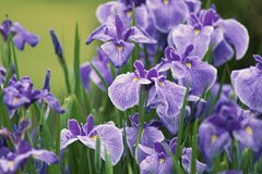 Плямистості листя ірисів