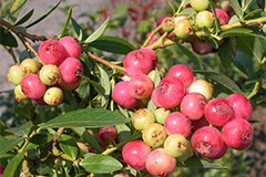 Рожева голубика зі смаком лимонаду