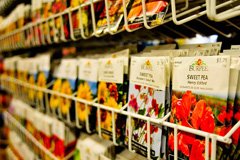 Хороше насіння - запорука успіху