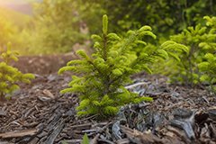 Органічні добрива - ідеальне рішення!